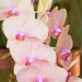 orchid10m.3