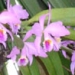 orchid11m.3
