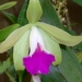 orchid12m.3