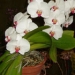 orchid13m.3