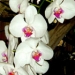orchid17m.3