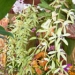 orchid19m.3