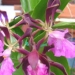 orchid_03m.3