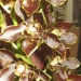 orchid_07m.3