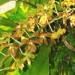 orchid_08m.3