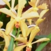 orchid_20m.3