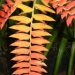 orchid_24m.3