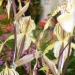 orchid_29m.3